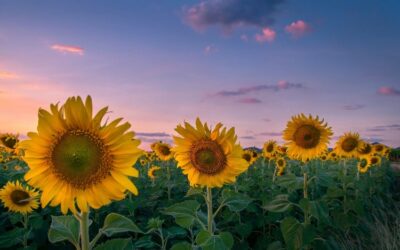 Why the Kansas Sun is Great for KS Solar Leads