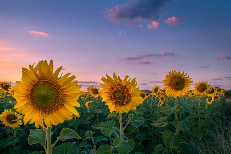 Why the Kansas Sun is Great for KS Solar Leads